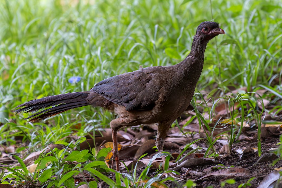 Chaco Chachalaca - ML645914033