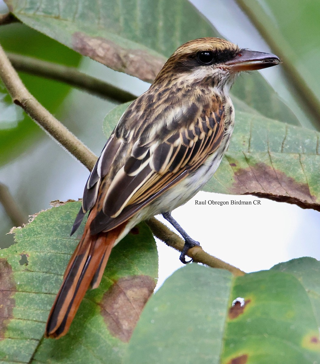 Streaked Flycatcher - ML645914034