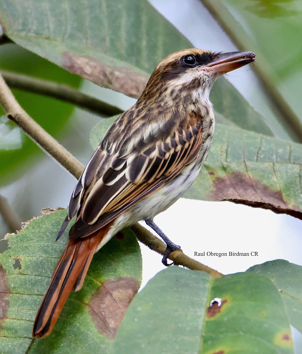 Streaked Flycatcher - ML645914035