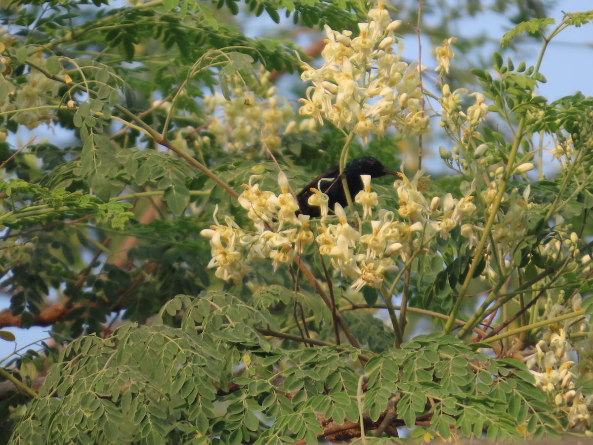 Purple Sunbird - ML645914036