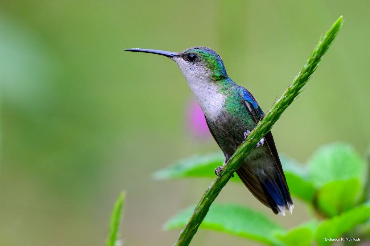 Crowned Woodnymph - ML645914037
