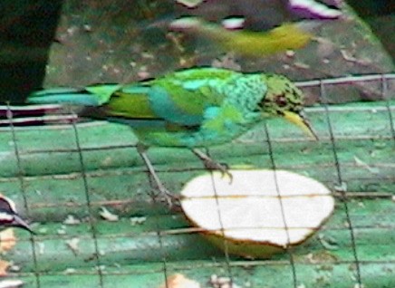 Green Honeycreeper - ML645914040