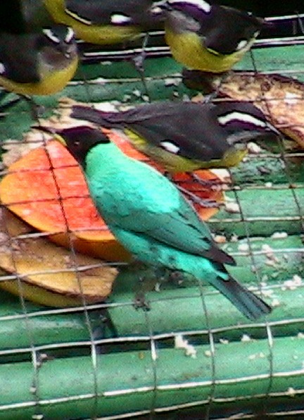Green Honeycreeper - ML645914041