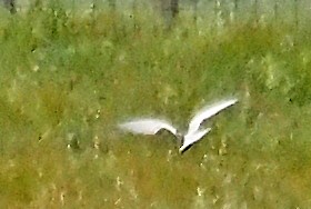 Whiskered Tern - ML645914042