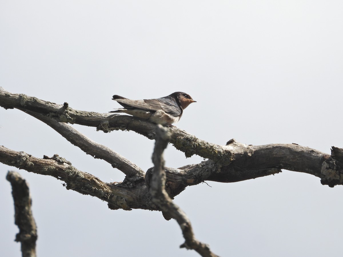 Welcome Swallow - ML645914044