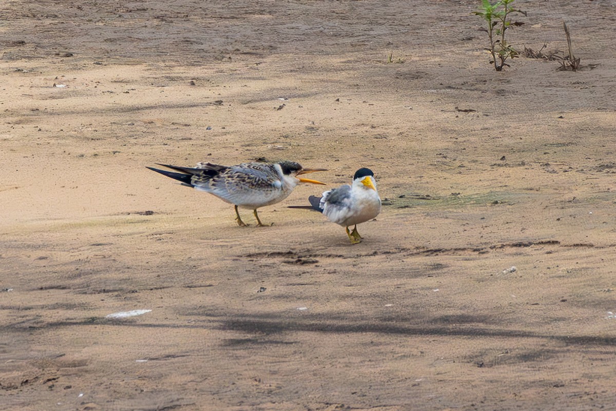 Large-billed Tern - ML645914045