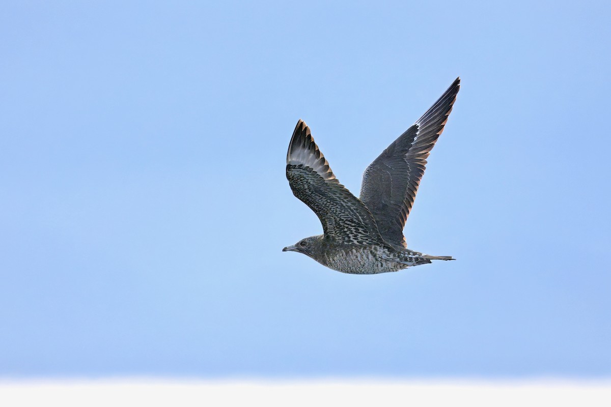 Parasitic Jaeger - ML645914046