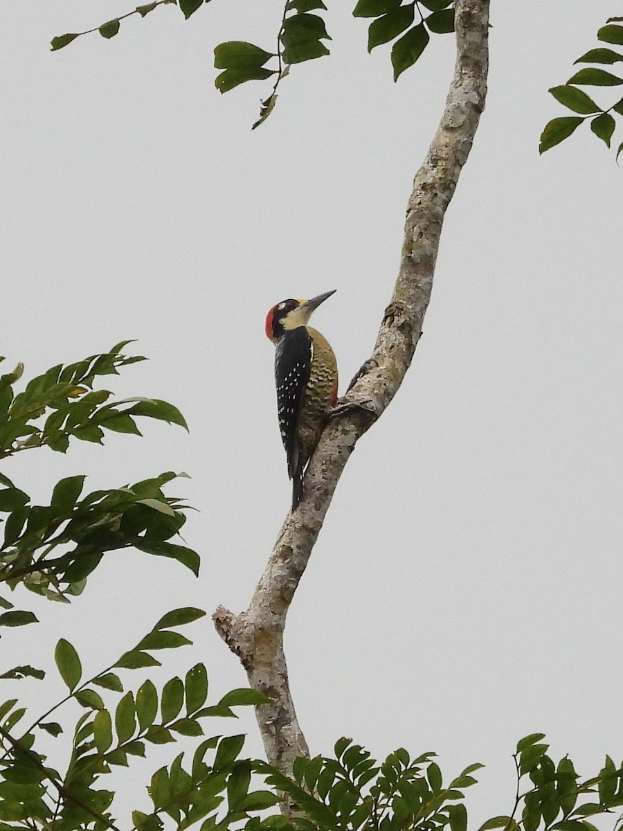 Black-cheeked Woodpecker - ML645914047