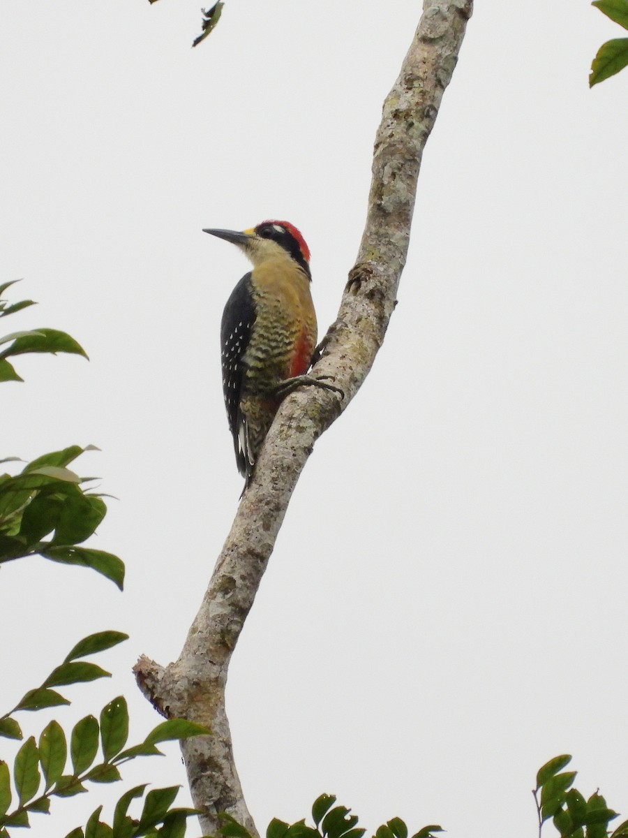 Black-cheeked Woodpecker - ML645914048