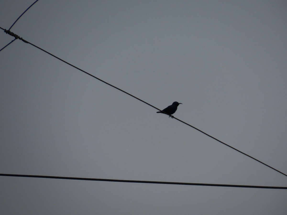 Purple Sunbird - ML645914050