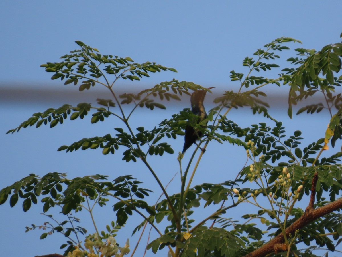 Purple Sunbird - ML645914051