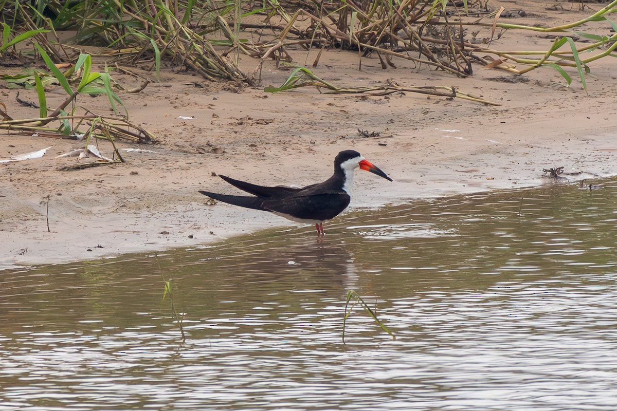Black Skimmer - ML645914052