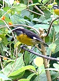 Bananaquit - ML645914053