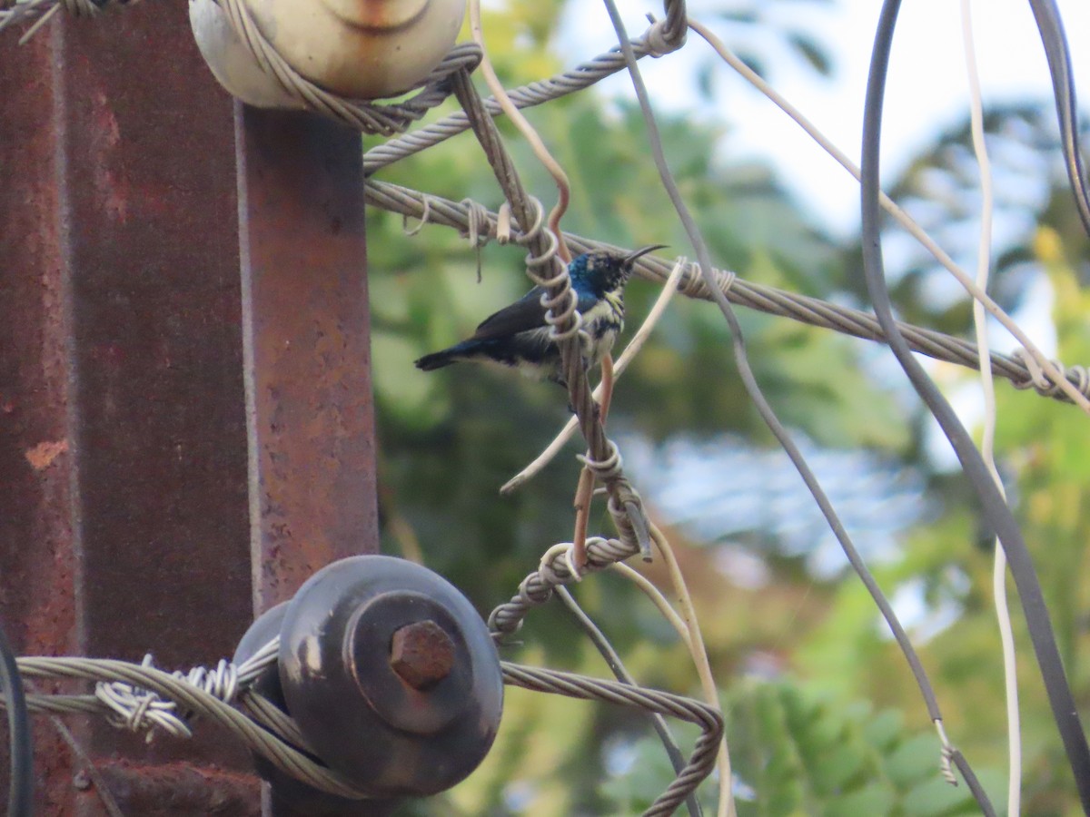 Purple Sunbird - ML645914054