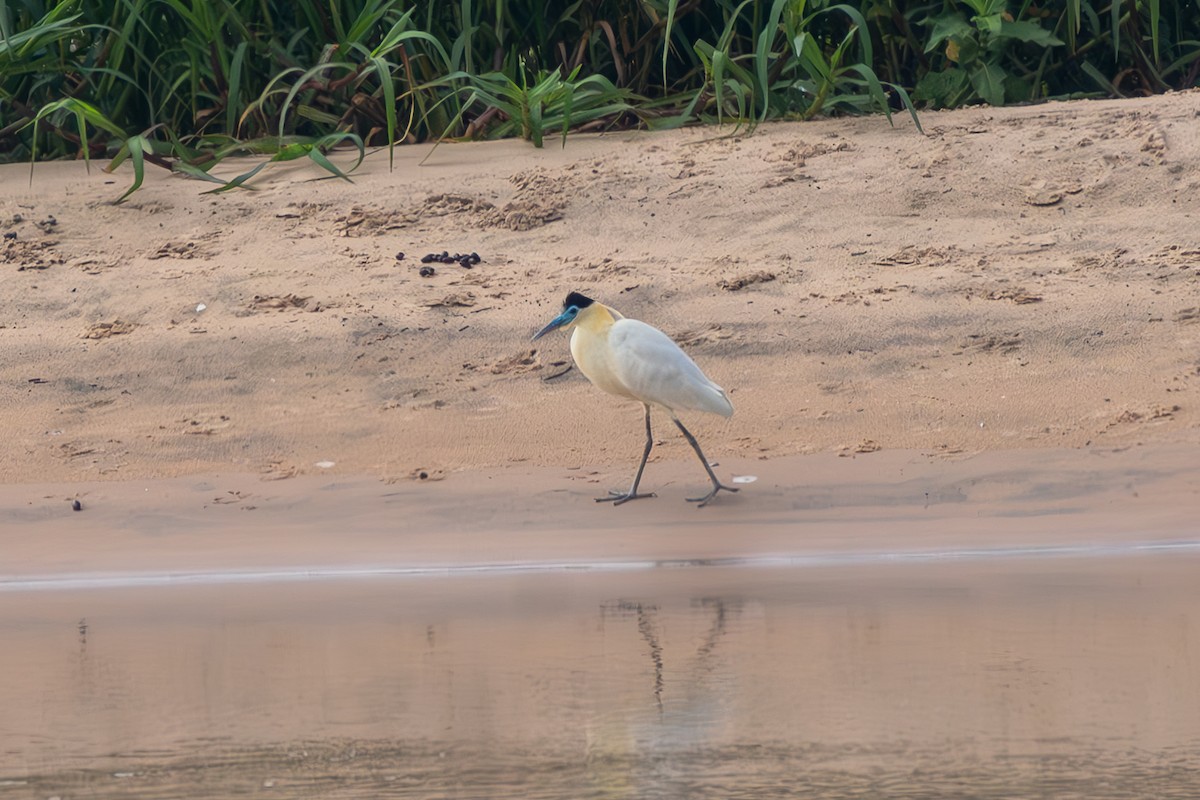 Capped Heron - ML645914055
