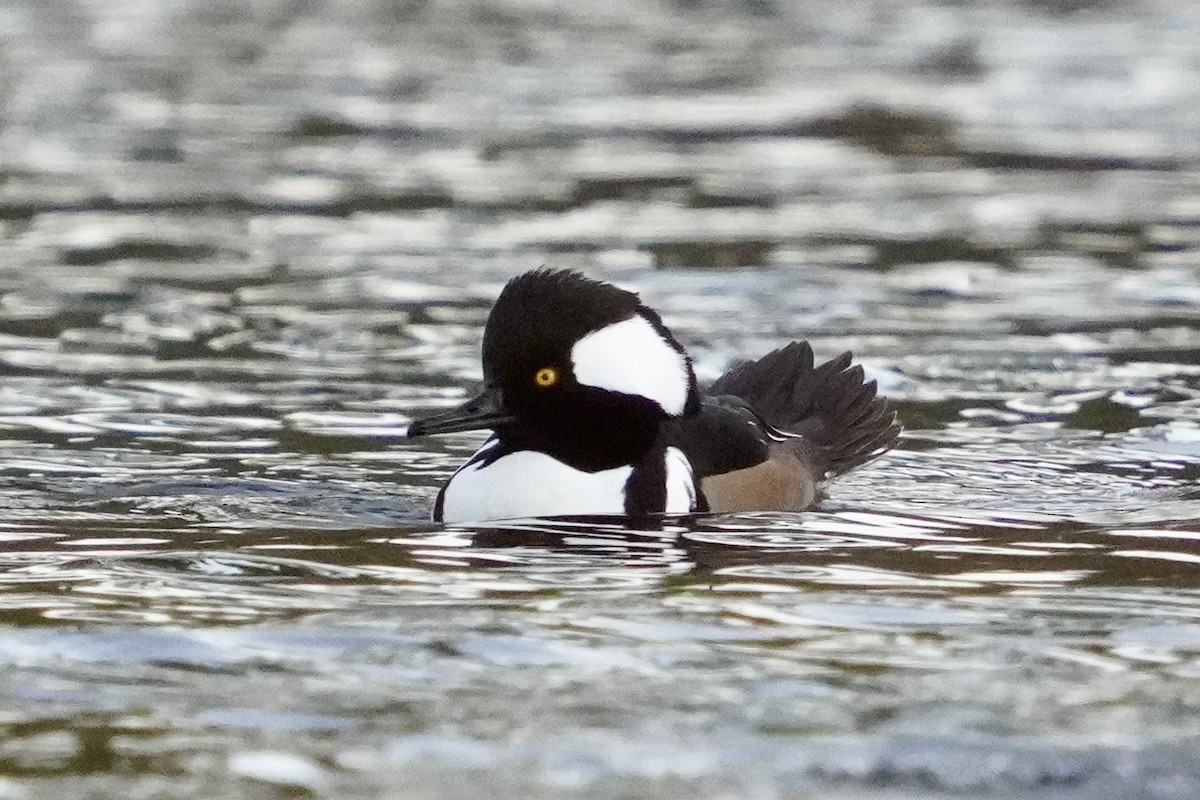 Hooded Merganser - ML645914056