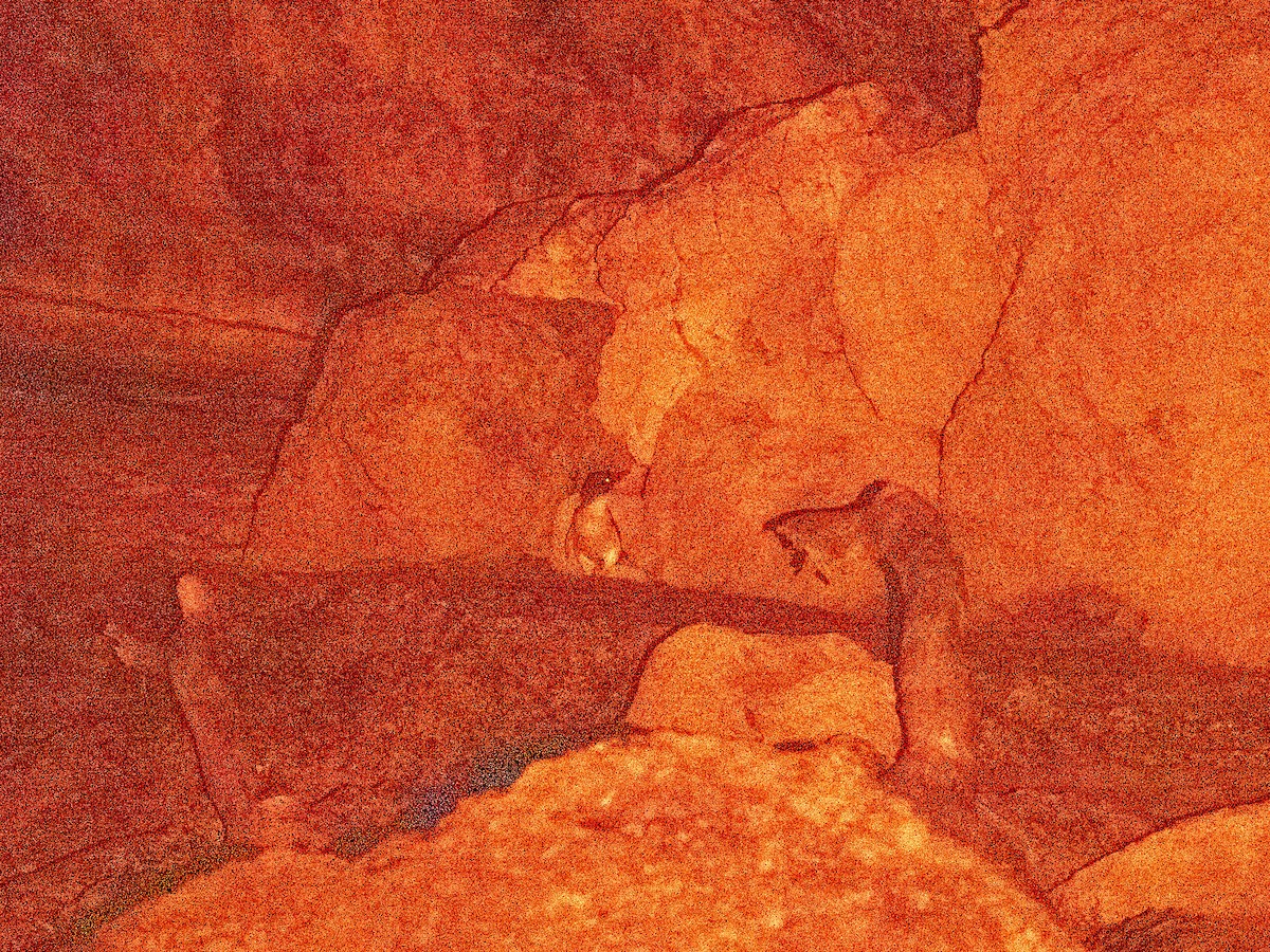 Малый пингвин - ML645914071