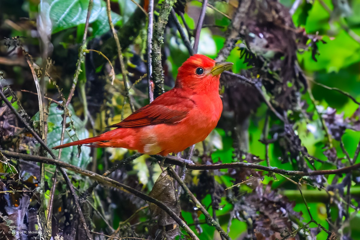 Summer Tanager - ML645914076