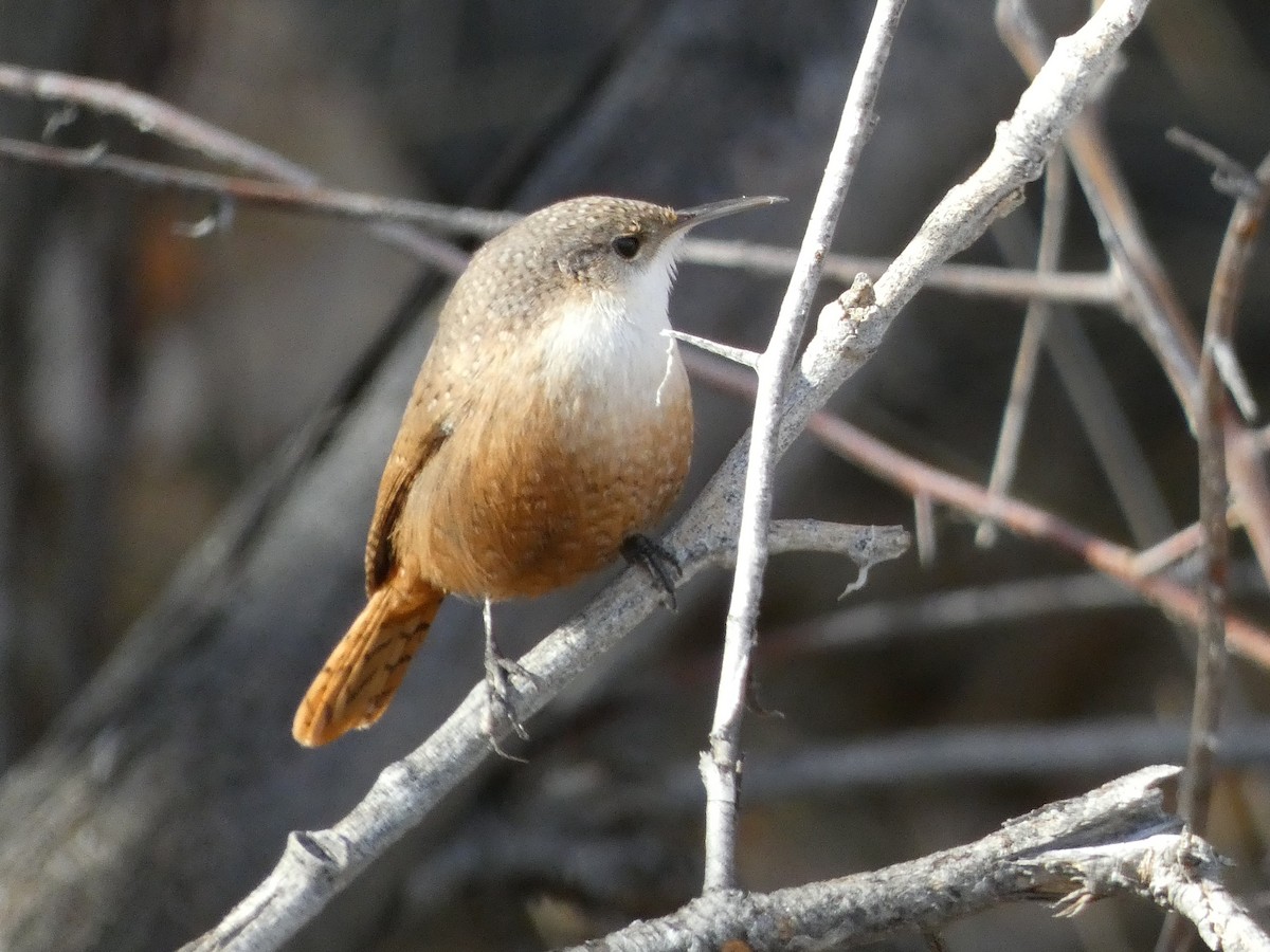 Canyon Wren - ML645914079