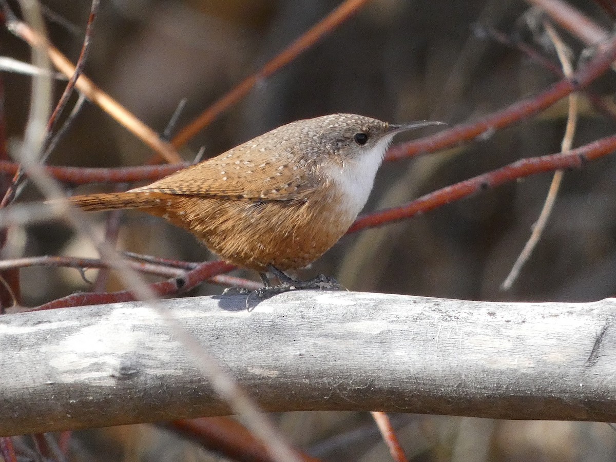 Canyon Wren - ML645914080