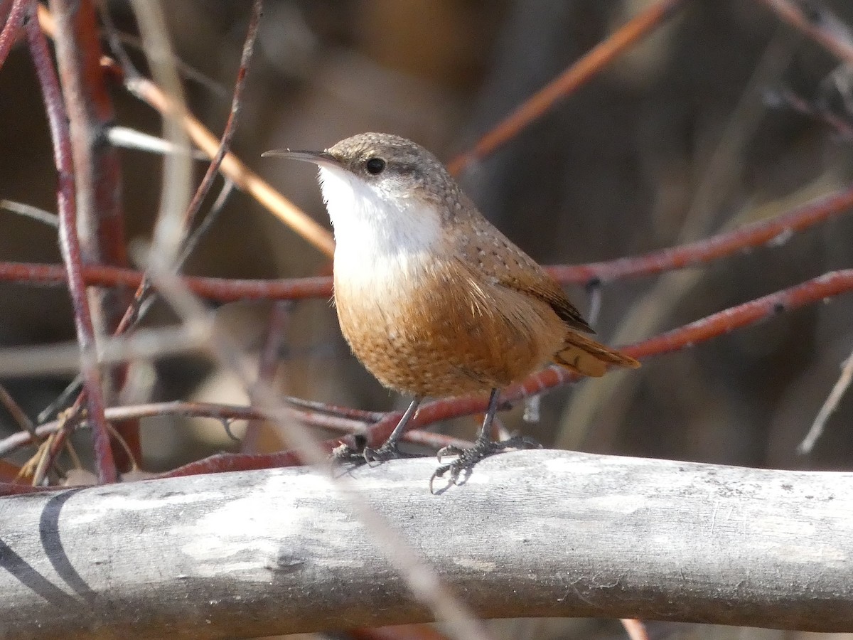 Canyon Wren - ML645914081