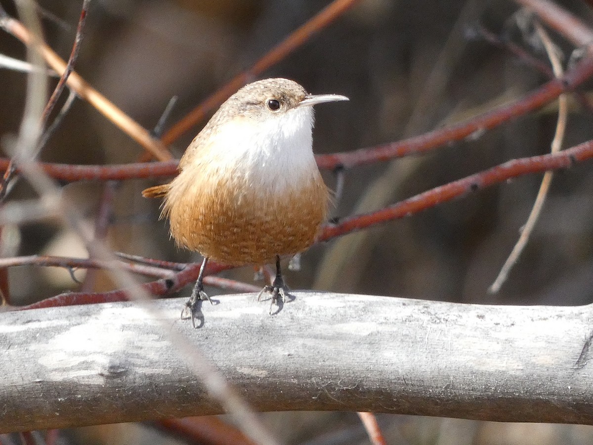 Canyon Wren - ML645914082
