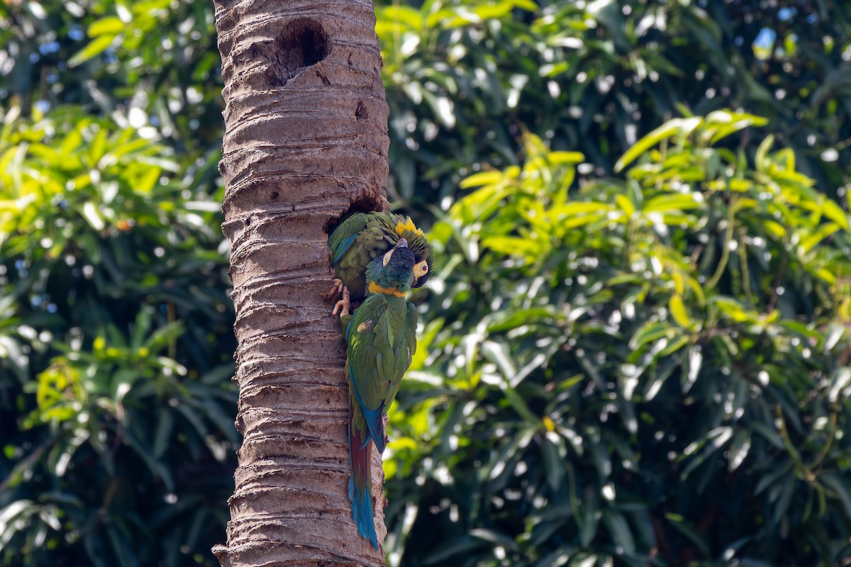 Yellow-collared Macaw - ML645914088