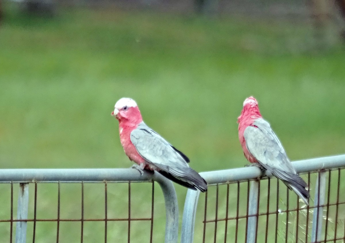 Galah - ML645914093