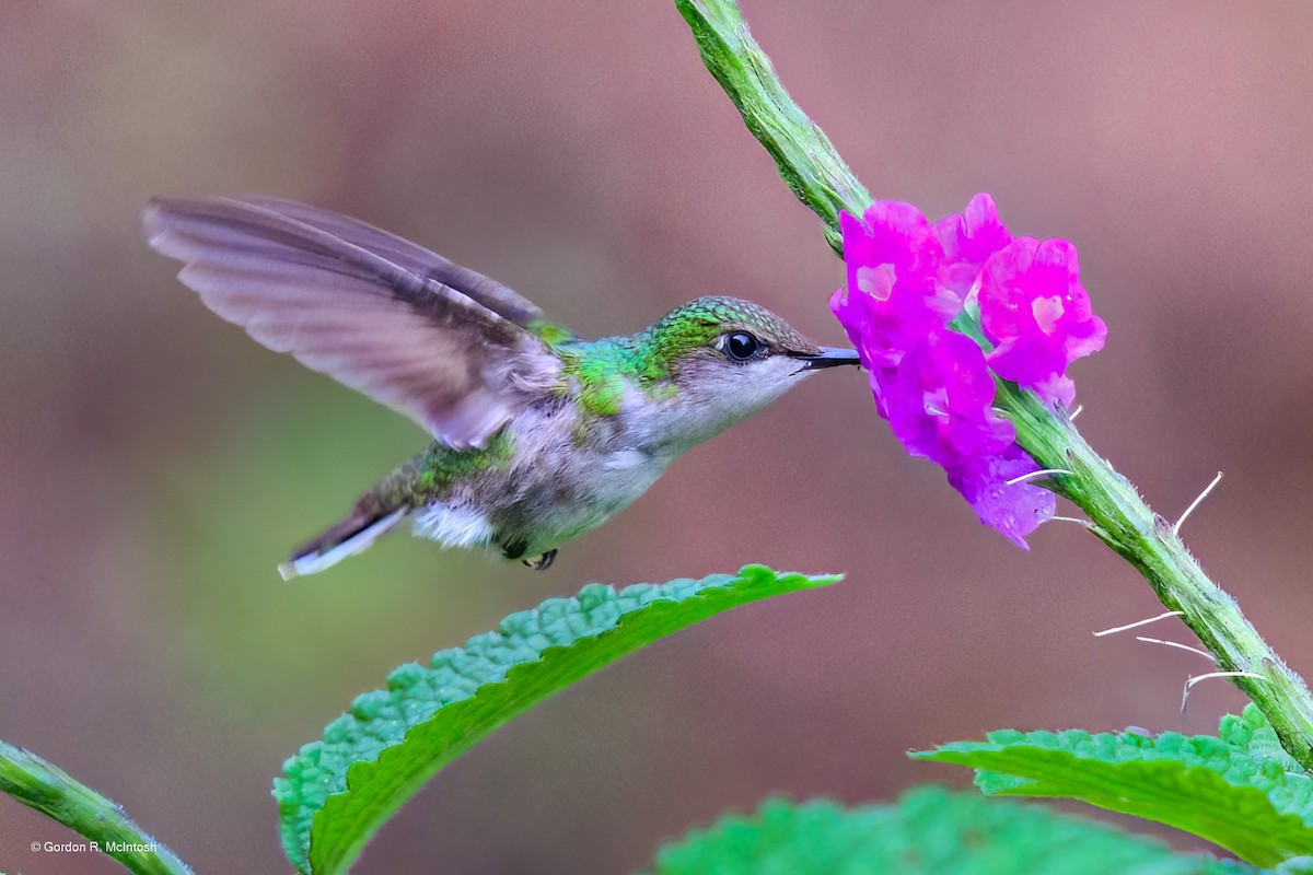 Snowcap - ML645914097