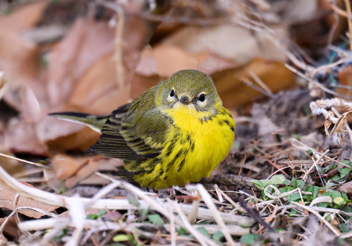 Prairie Warbler - ML645914102