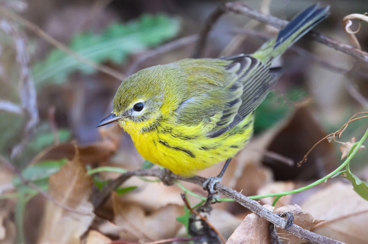 Prairie Warbler - ML645914103