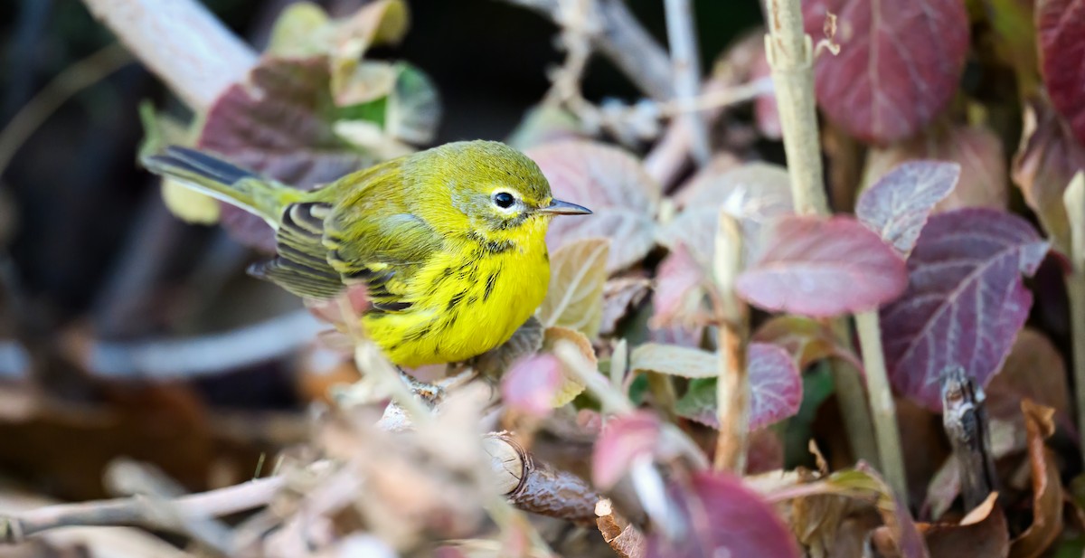 Prairie Warbler - ML645914104