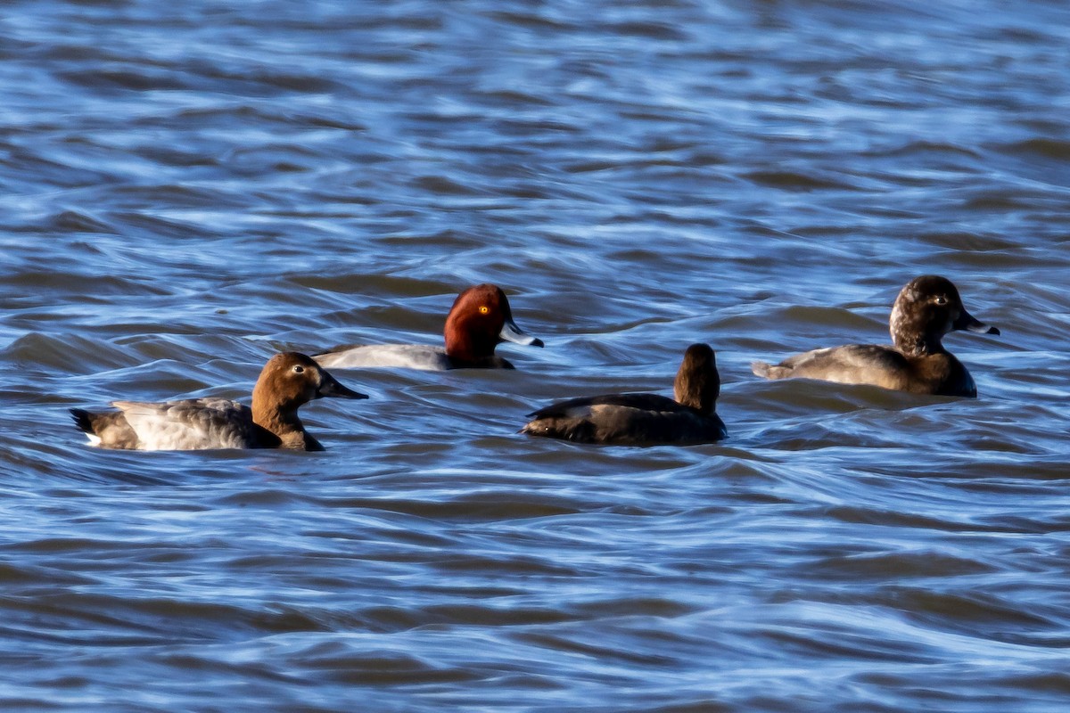 Redhead - ML645914111