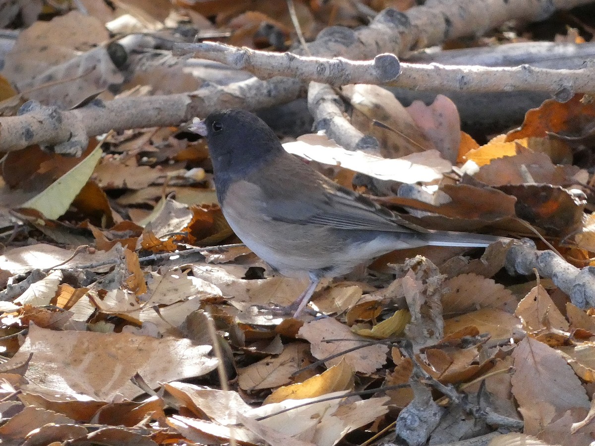 Dark-eyed Junco - ML645914112