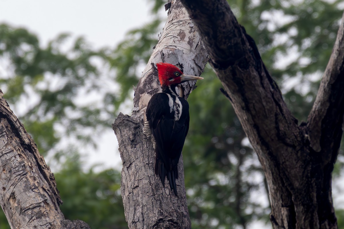 Crimson-crested Woodpecker - ML645914113