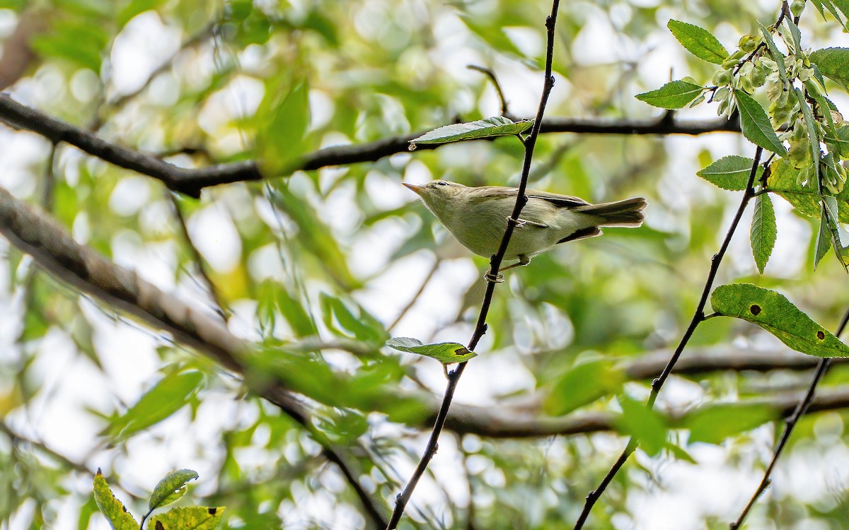 Two-barred Warbler - ML645914119