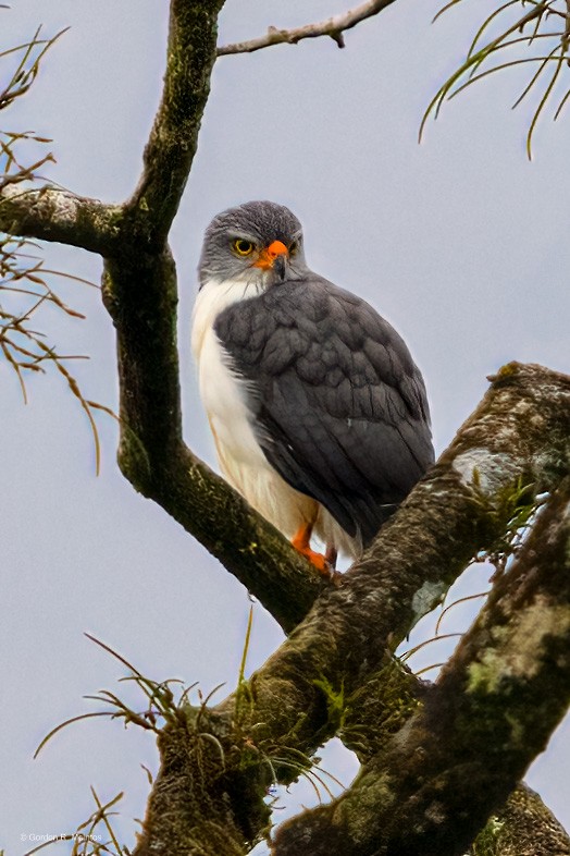 Semiplumbeous Hawk - ML645914125