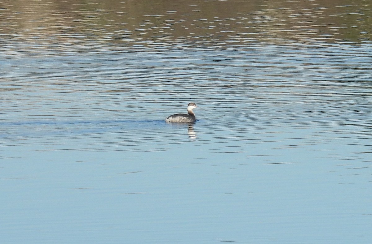 ミミカイツブリ - ML645914128