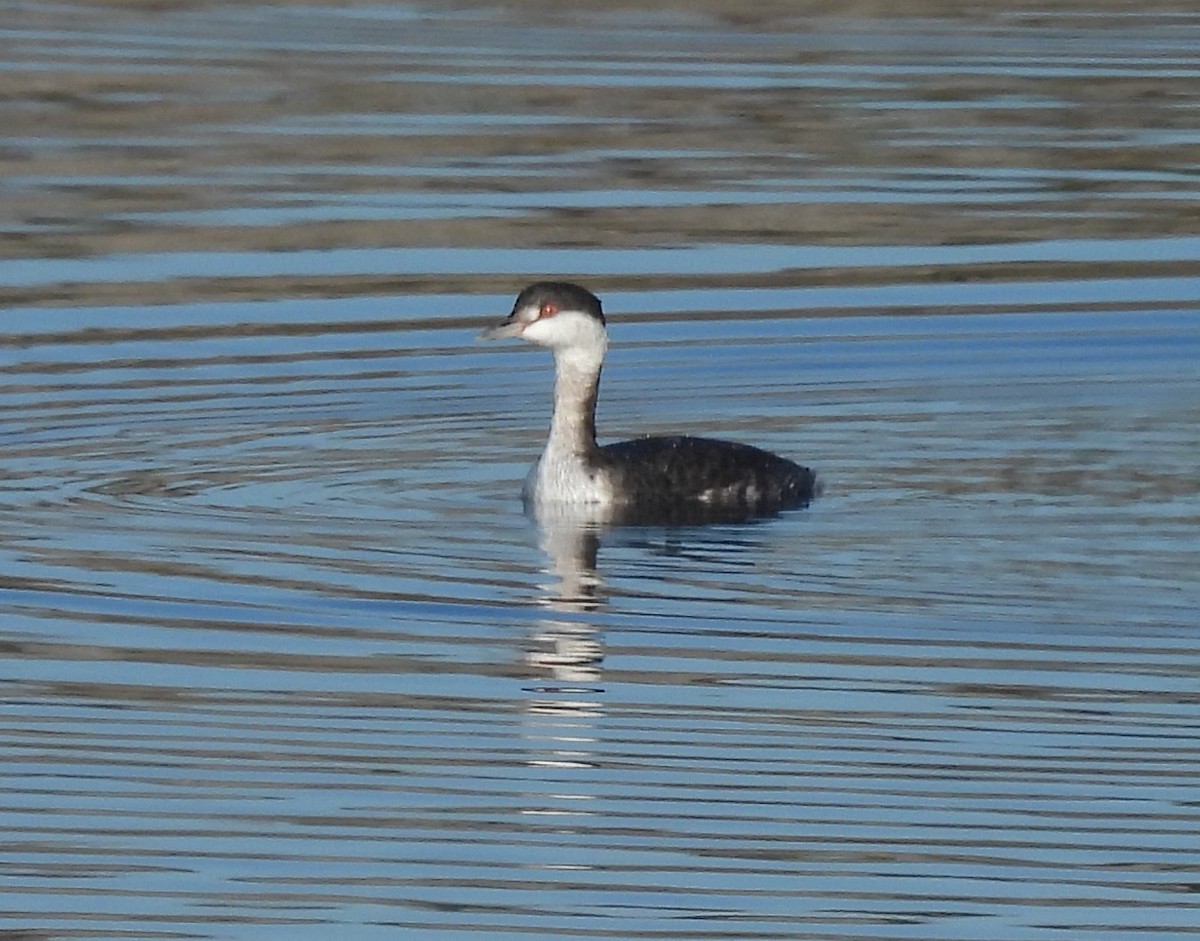 ミミカイツブリ - ML645914129