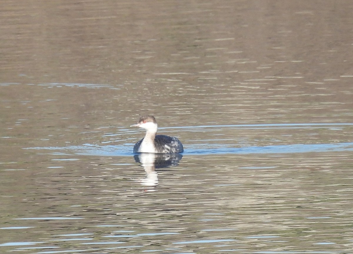 ミミカイツブリ - ML645914130