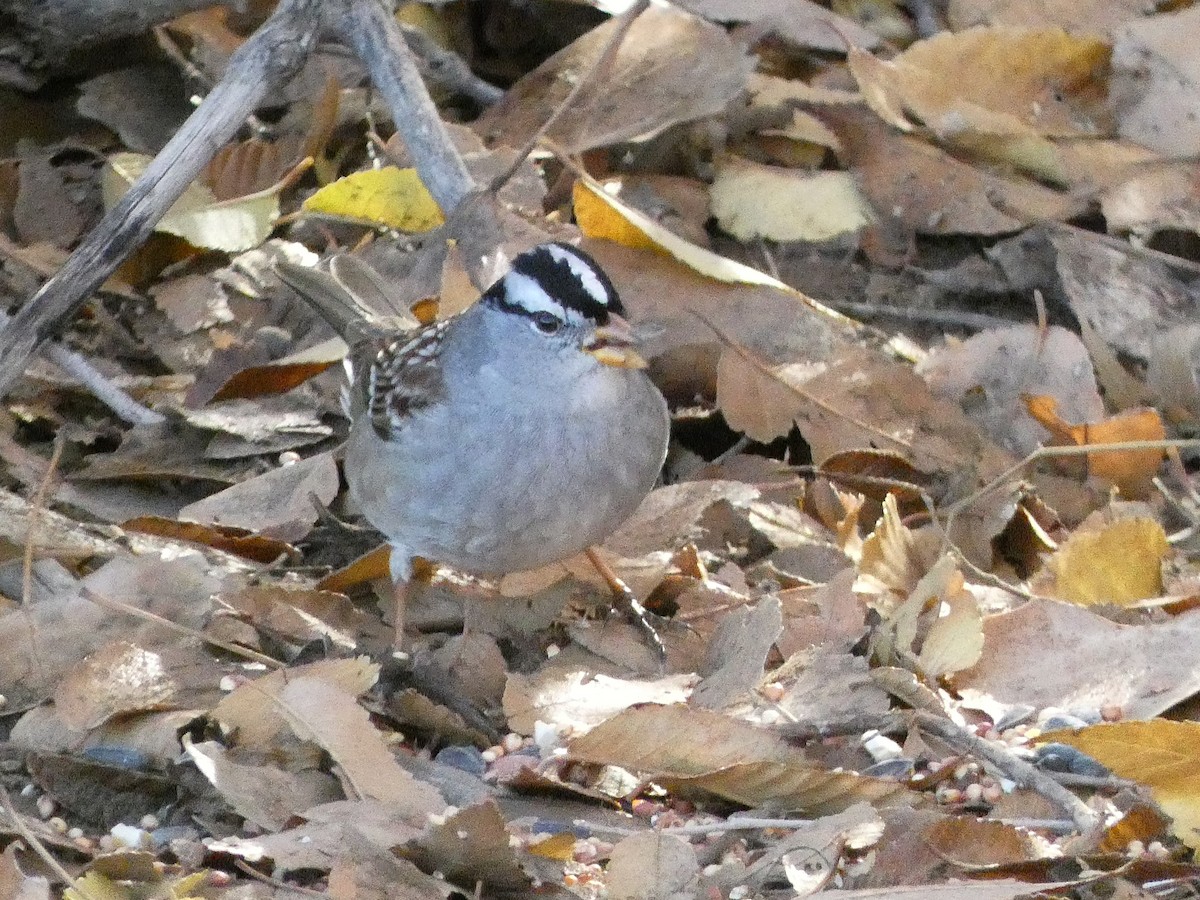 White-crowned Sparrow - ML645914132