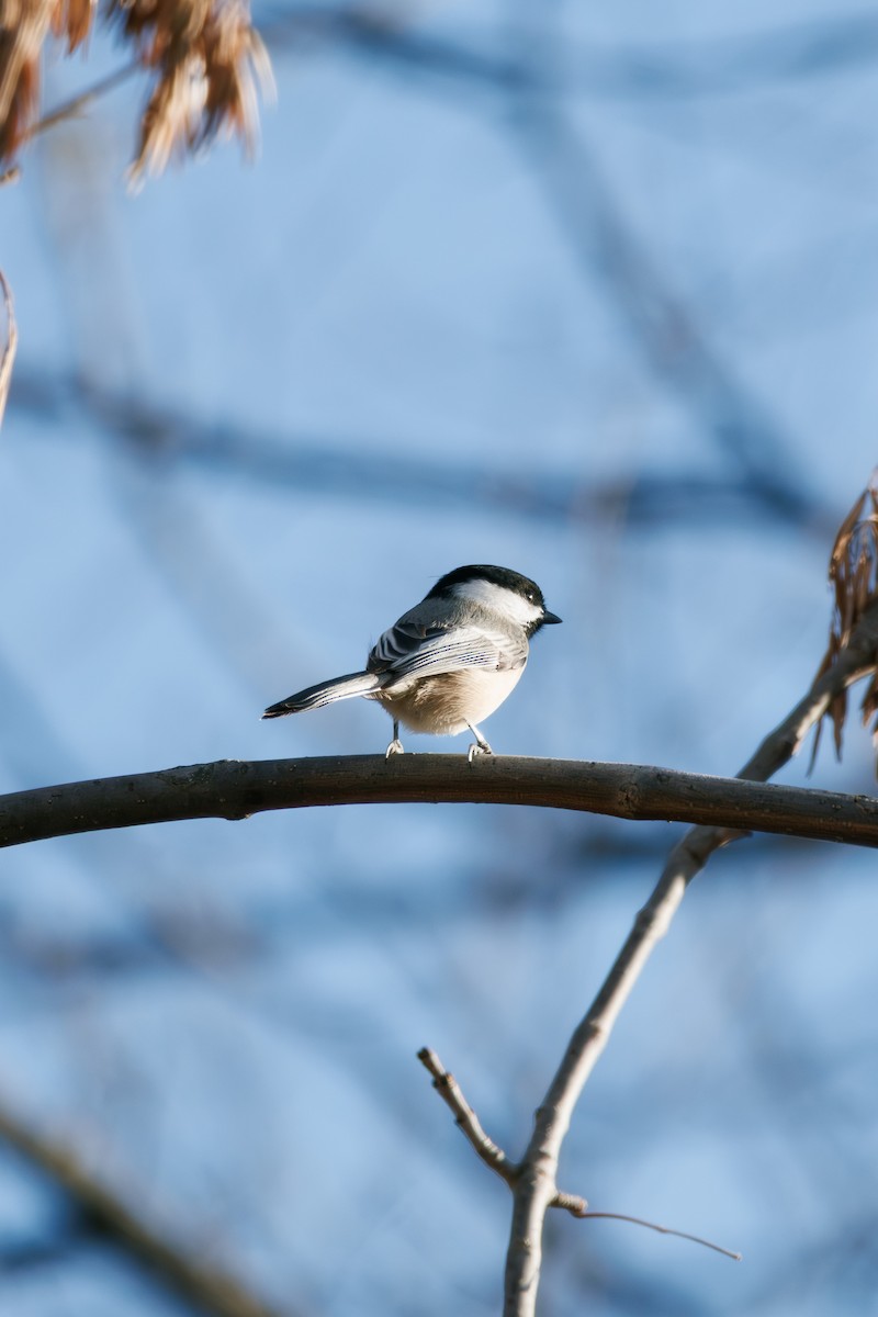 Black-capped Chickadee - ML645914135