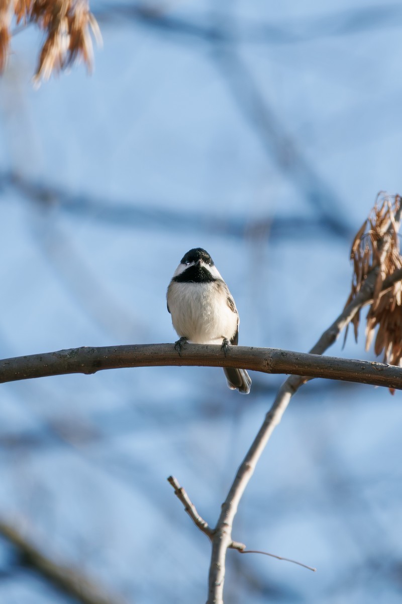 Black-capped Chickadee - ML645914136