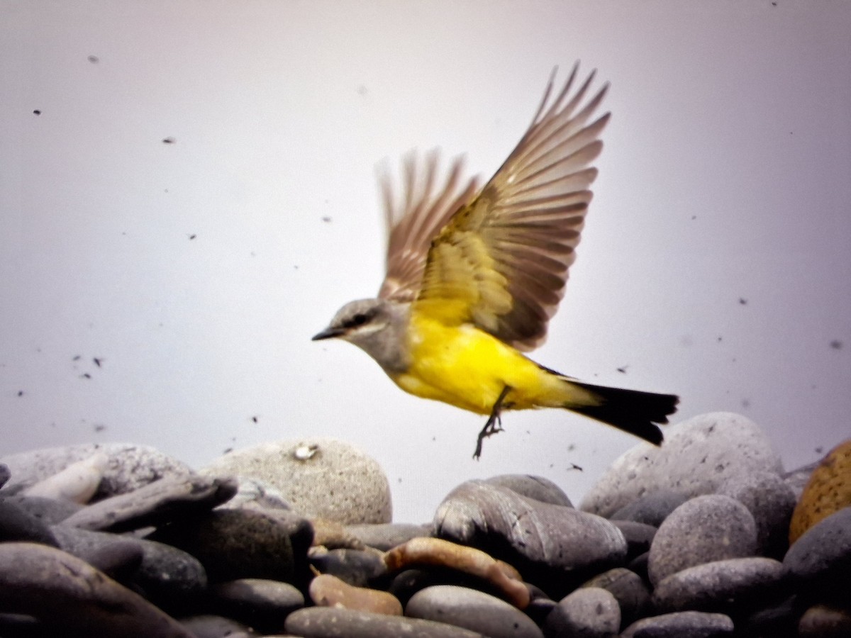 Western Kingbird - ML645914137
