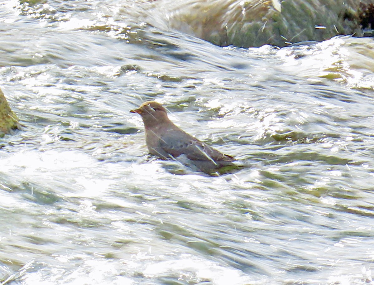 Ur-zozo iparramerikarra - ML645914140