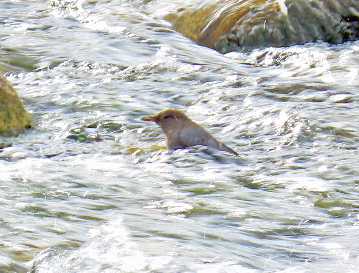 Ur-zozo iparramerikarra - ML645914141