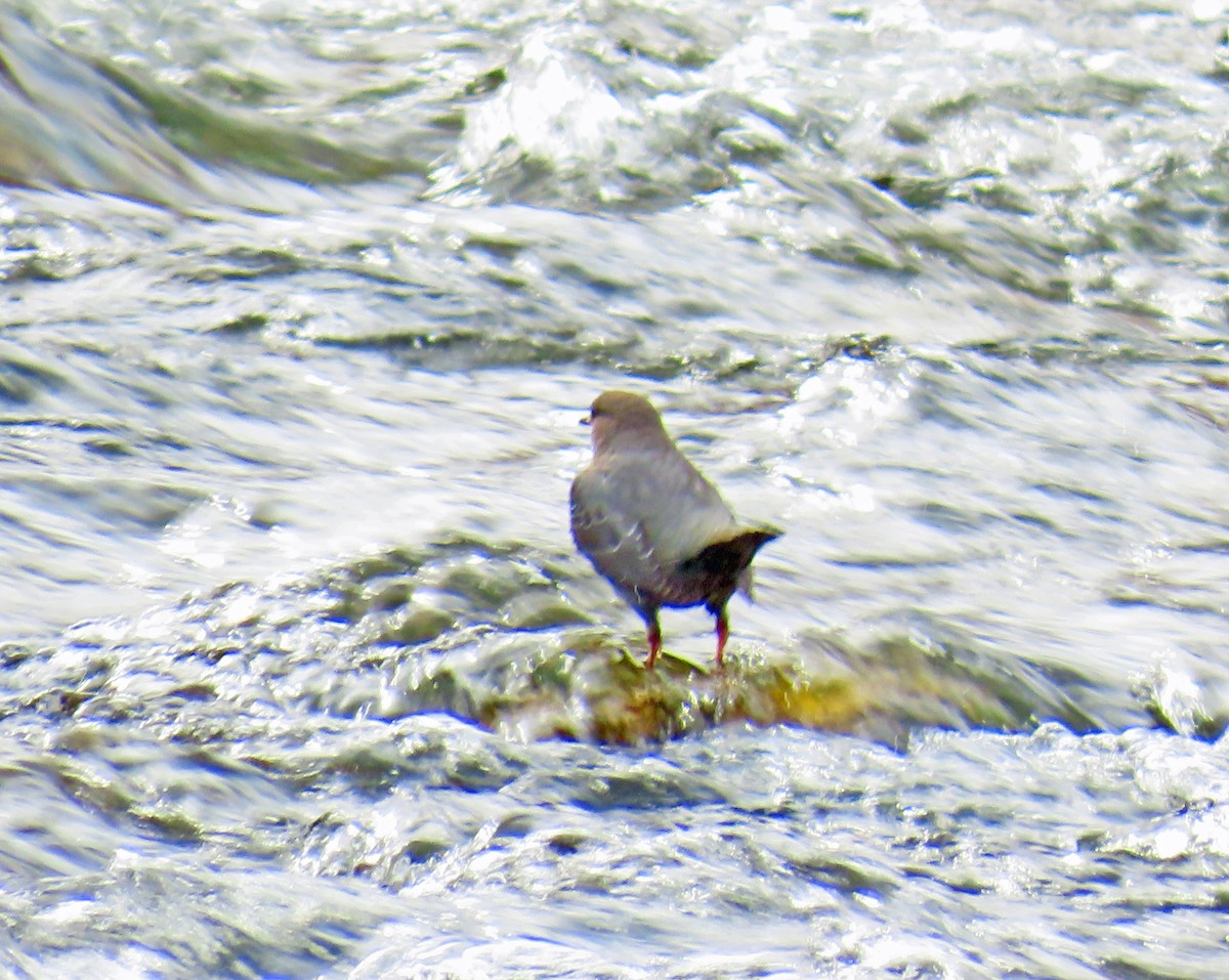 Ur-zozo iparramerikarra - ML645914142