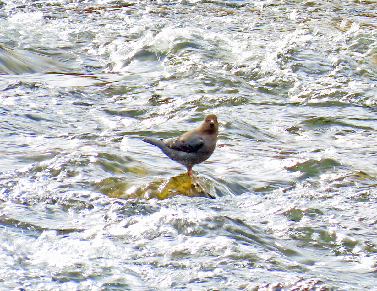 Ur-zozo iparramerikarra - ML645914143