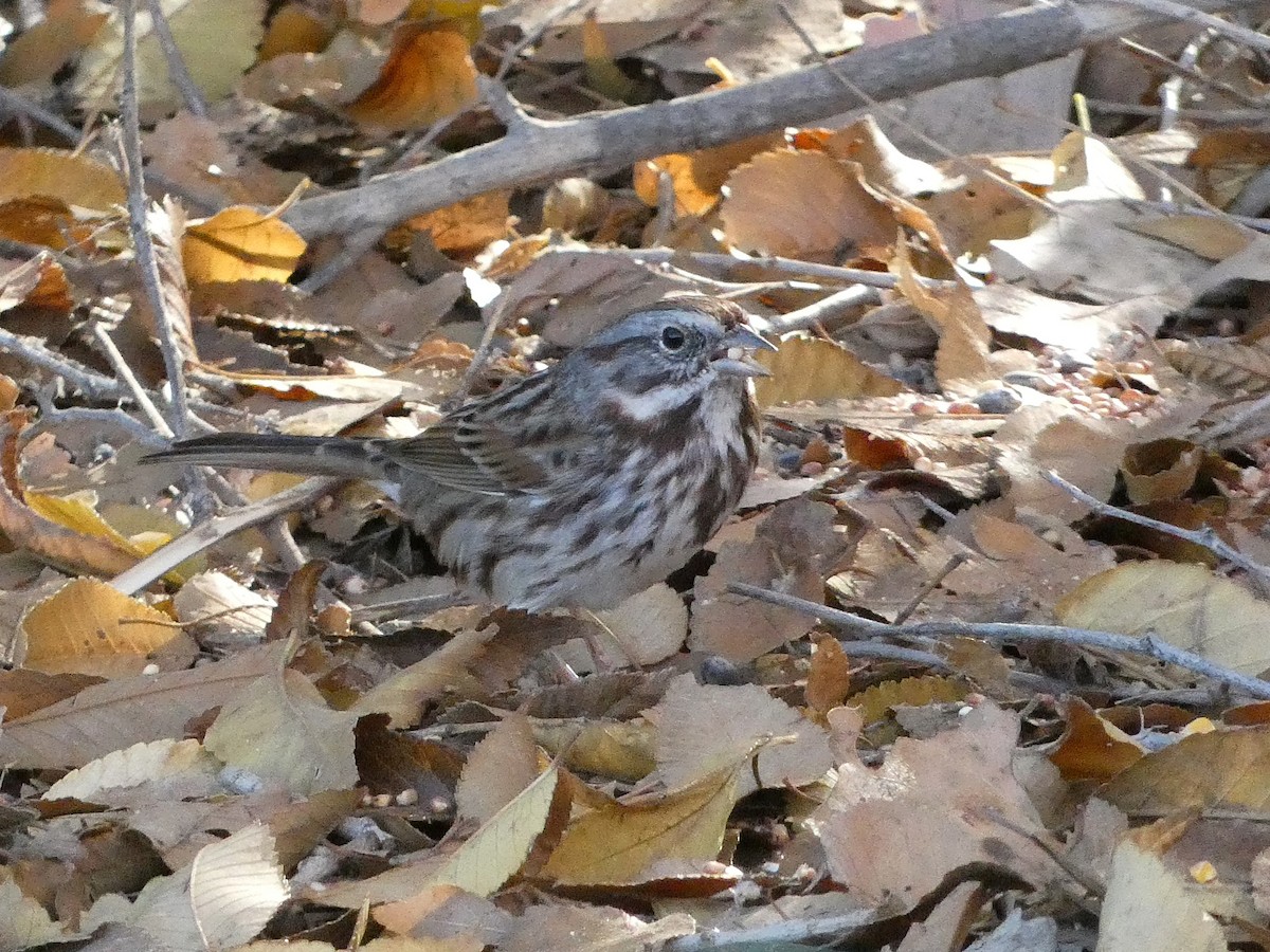 Song Sparrow - ML645914144