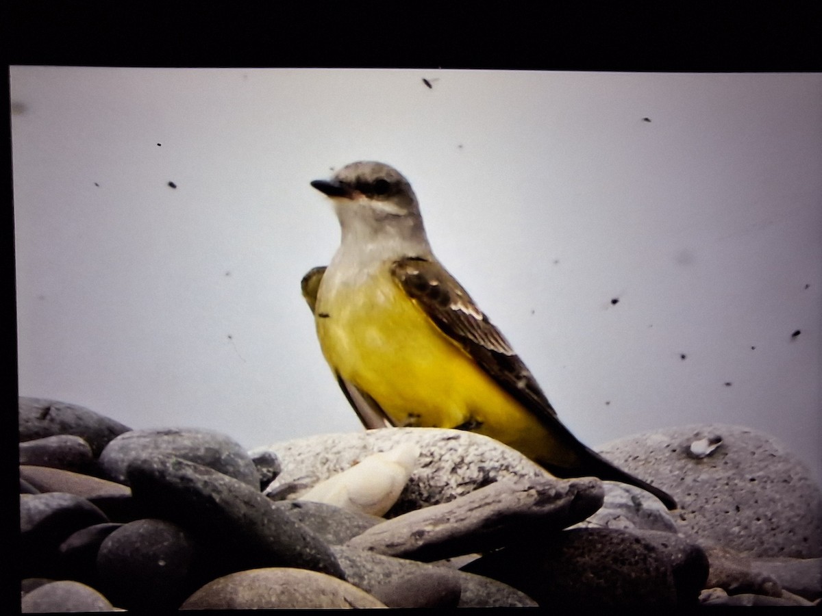 Western Kingbird - ML645914147